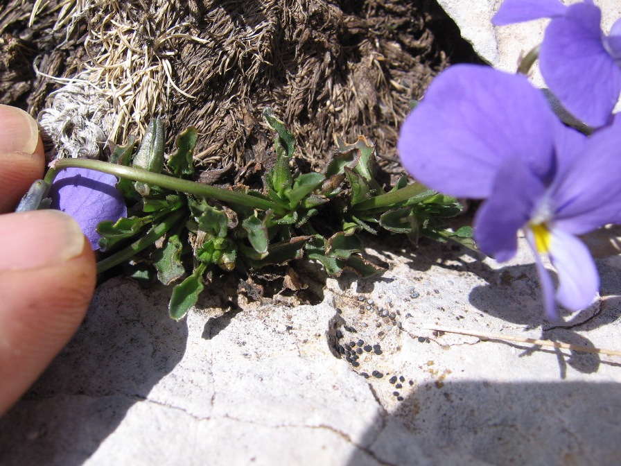 Viola magellensis e Viola eugeniae a confronto